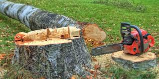 Trusted Apollo, PA Tree Care Experts