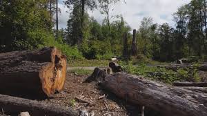 Best Emergency Tree Removal  in Apollo, PA