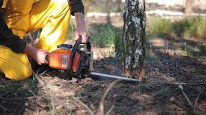 Best Tree Removal  in Apollo, PA