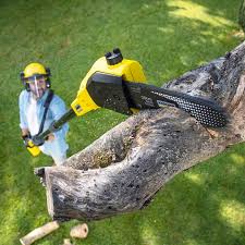 Best Tree and Shrub Care  in Apollo, PA