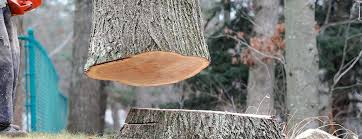 Best Tree Cabling and Bracing  in Apollo, PA