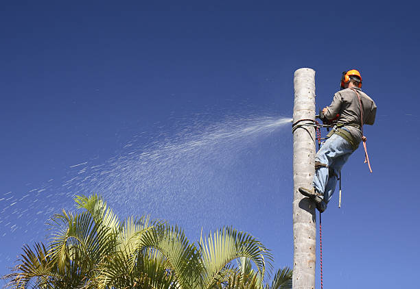How Our Tree Care Process Works  in  Apollo, PA