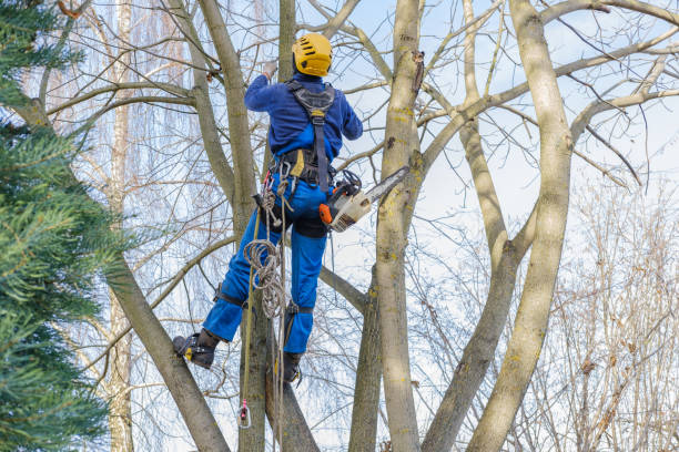 Best Tree Disease Treatment  in Apollo, PA