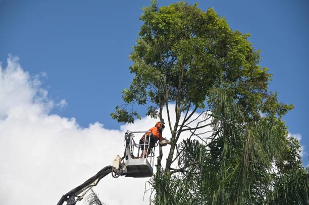 Lawn Renovation and Restoration in Apollo, PA